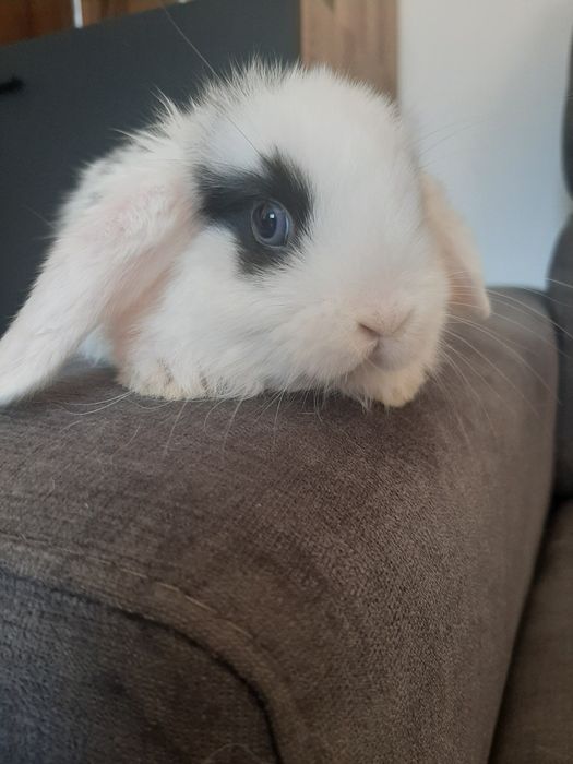 Króliki baranek miniaturka karzełek mini lop. Cena CAŁKOWITA.