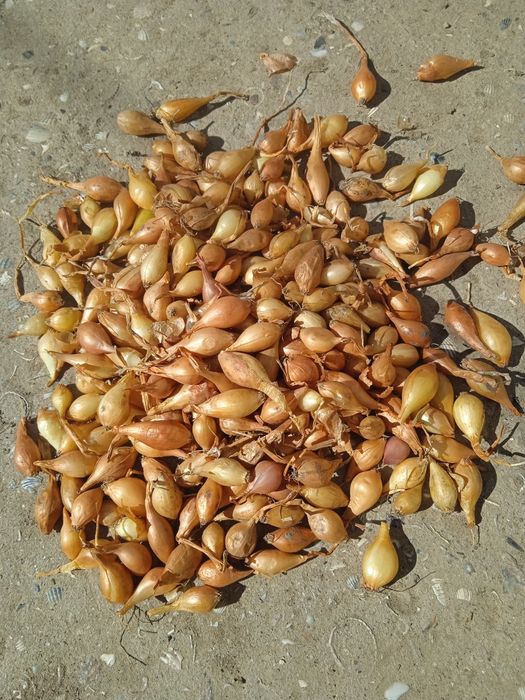 Лук-севок Штутгарт (арпажик)