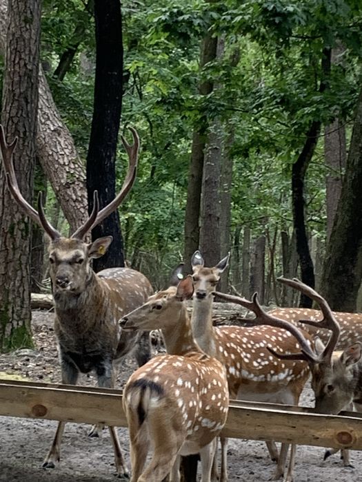 Вязка плямистих оленів