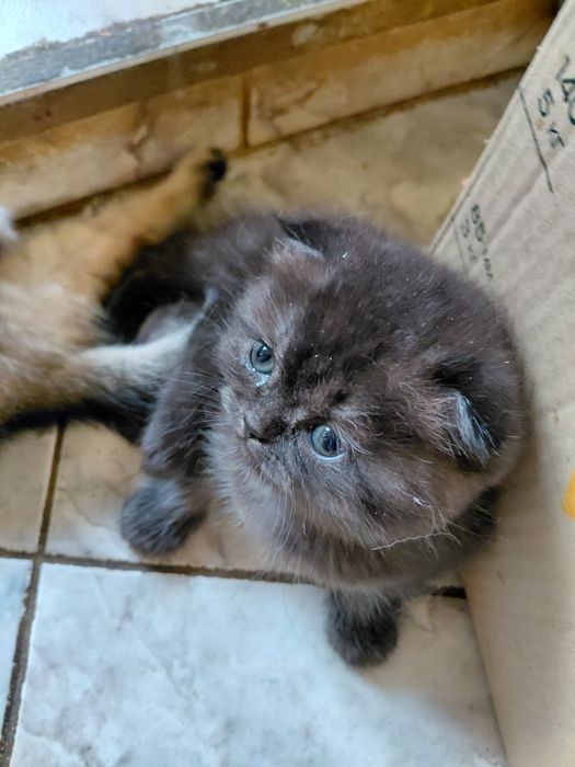 Британские котята