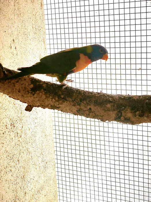 Fêmea loris molucanus