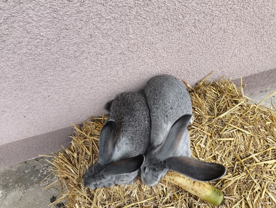 Продам кроликів є різні