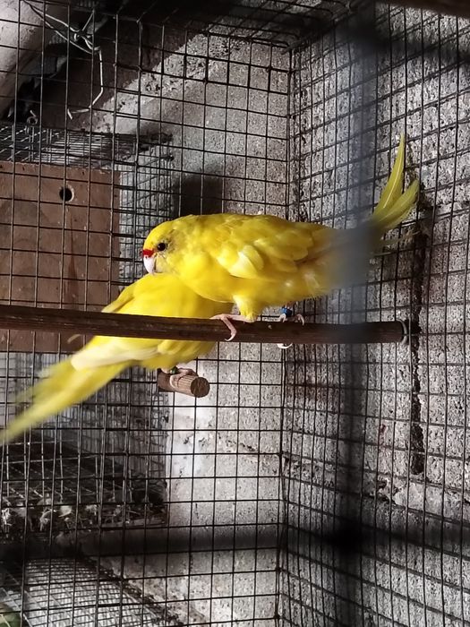 Casal Kakarikis disponível