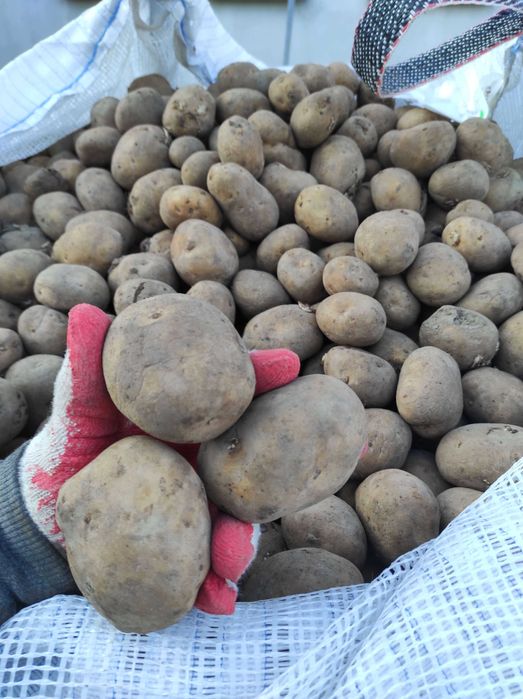 Ziemniaki Paszowe Vineta pakowane w big bagi