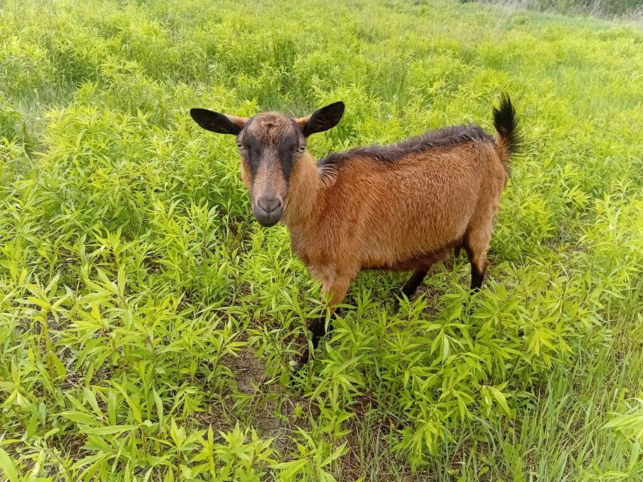 Продам альпійських кіз