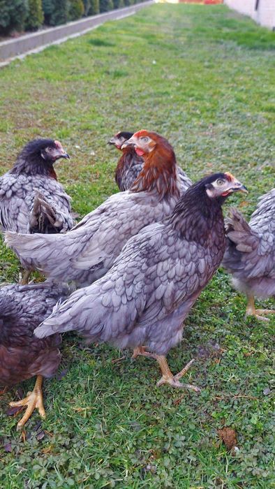 Kury Młode Dominant Blue Nioski