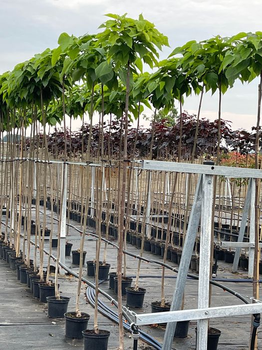 KATALPA NANA kulista 180-200 cm 240 ZŁ