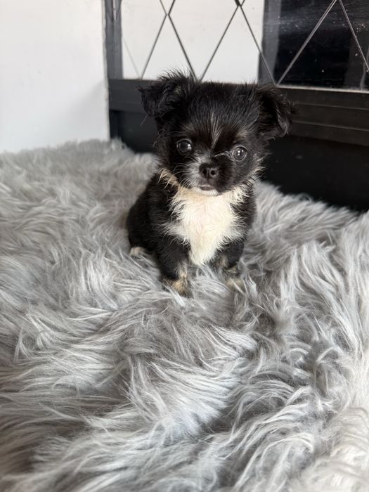 “MENINA“ Chihuahua “MINI” de bolsa , pêlo longo