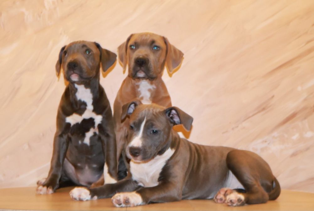 Девочки и мальчики. С родословной