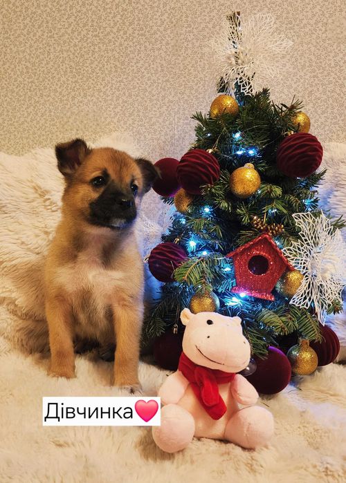 Цуценята шукають дім