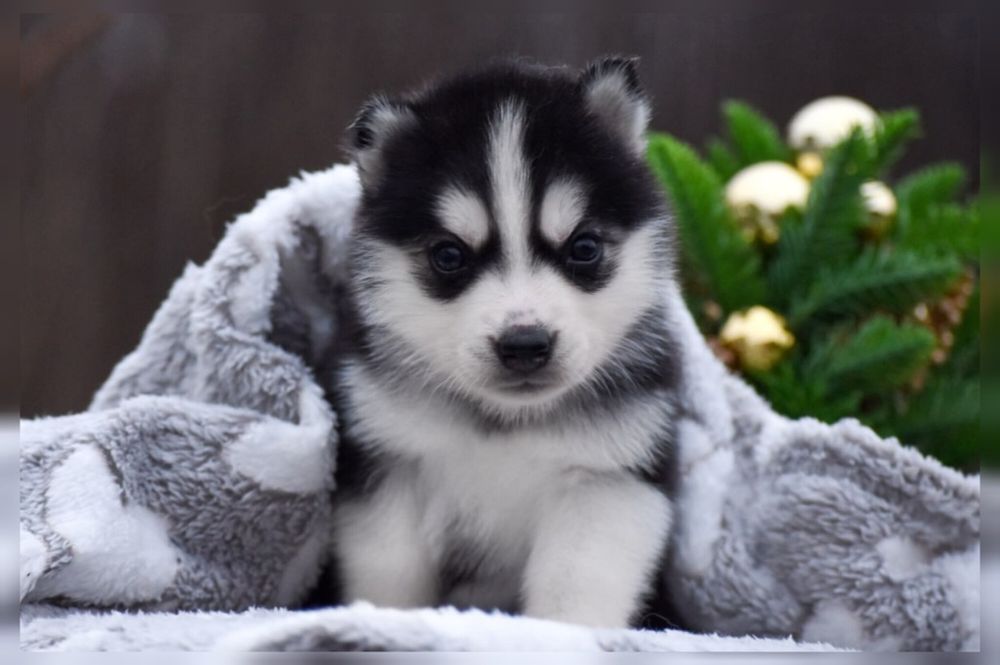 Цуценята хаскі в Лубнах