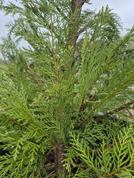 Cedro (botanicamente Thuja plicata)