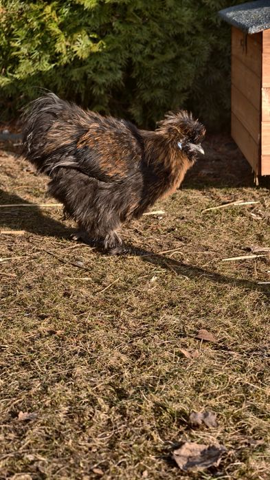 Silki jedwabiste koguciki
