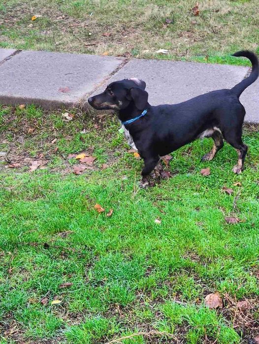 Знайдена такса, кобель