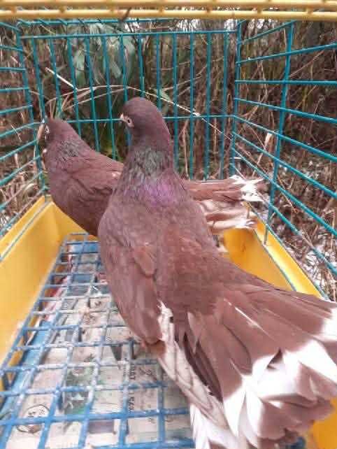 LENTACZE  Żarowy Tulski czerwone i żółte pary