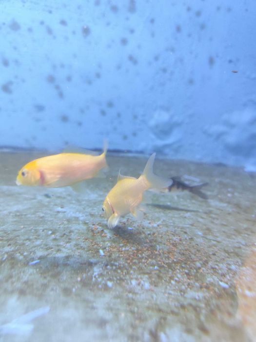 Carpa koi pequena 4-6cm