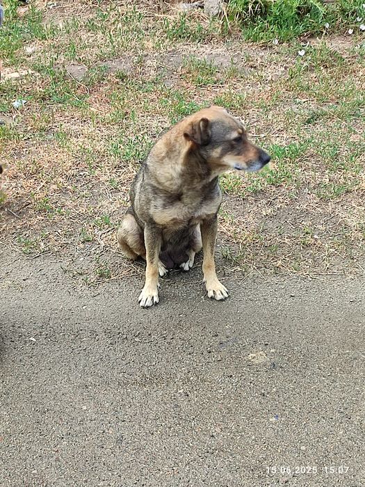 Красивые Щенки бесплатно