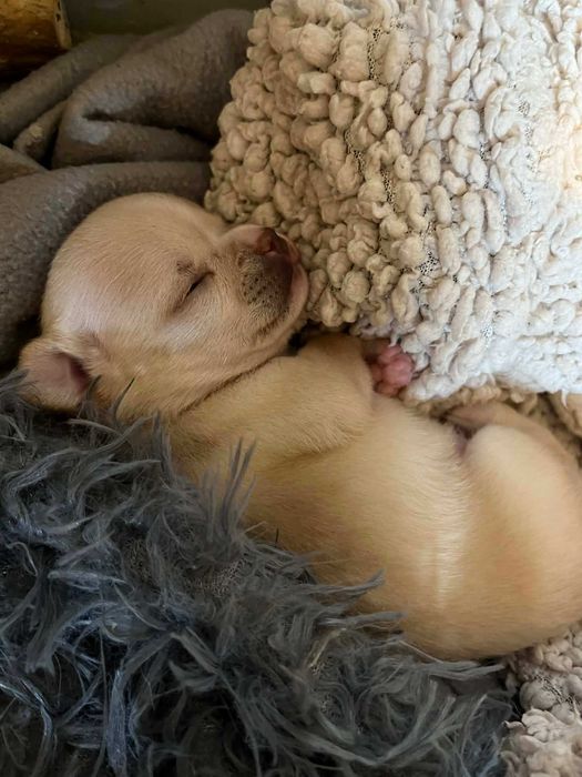 Rezerwacja suni Chihuahua