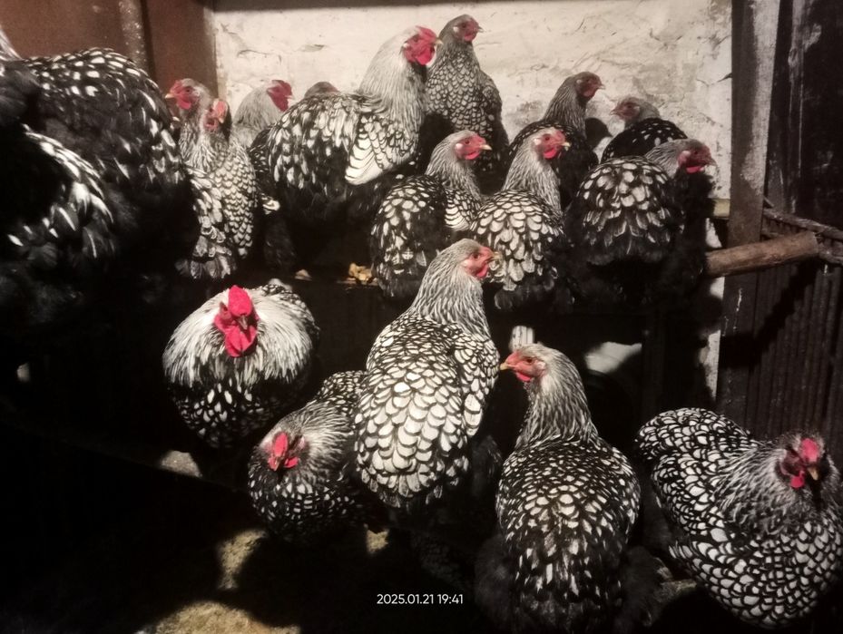 Інкубаційне яйце Віандот Срібний