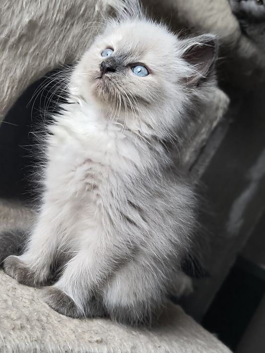 Kociaki Nevada Maskarada  gotowe do odbioru