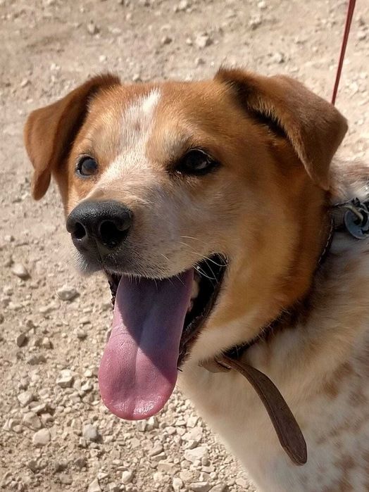 Sebastião - médio grande para adoção