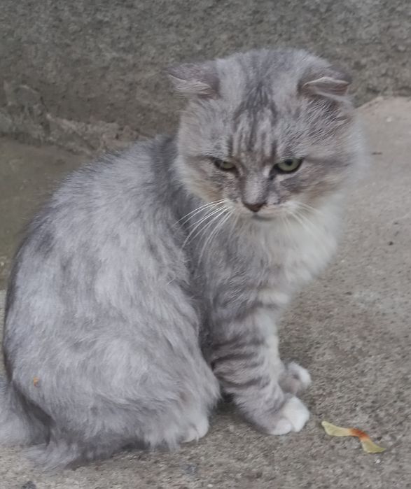 Жоржик в пошуках родини