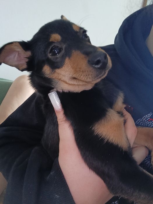 Czoko szuka swojej rodziny