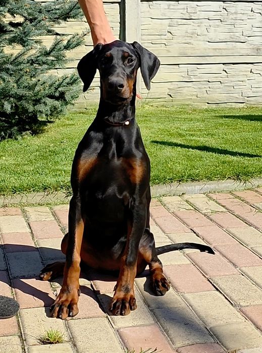 девочка доберман,  цуценя добермана. Щенок добермана, совладение, FCI