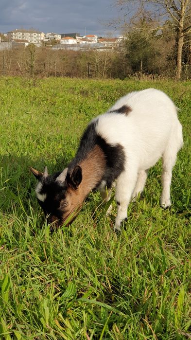 Cabras micro anãs