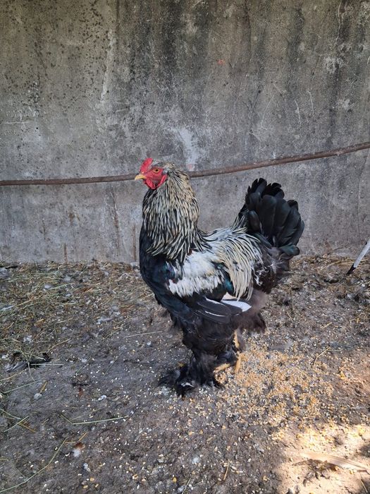 Macho brahma disponível