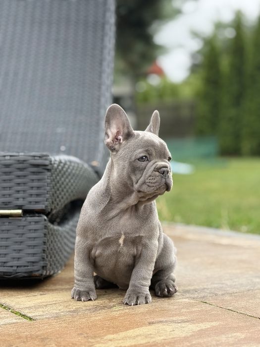 Buldog francuski Blue. Piekne zdrowe szczenięta