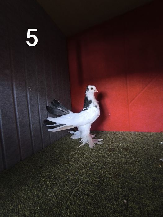 Pombos fantasia várias raças