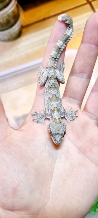 Gekon fałdoskóry/Fałdoskórkon indomalajski (ptyhozoon kuhli)