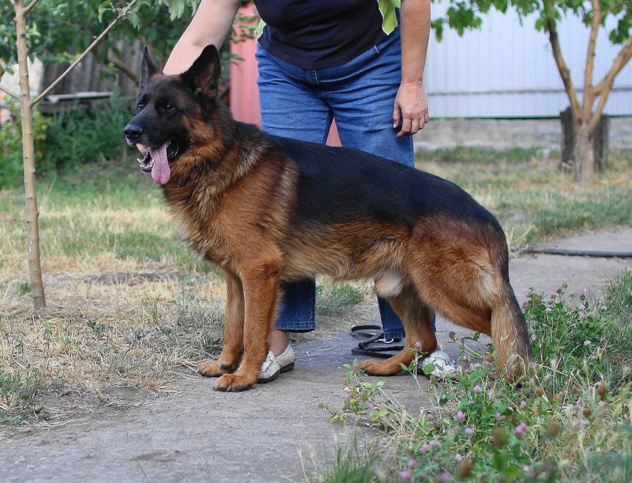 Кобель немецкой овчарки для вязки
