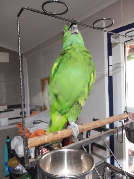 Papagaio auropaliata