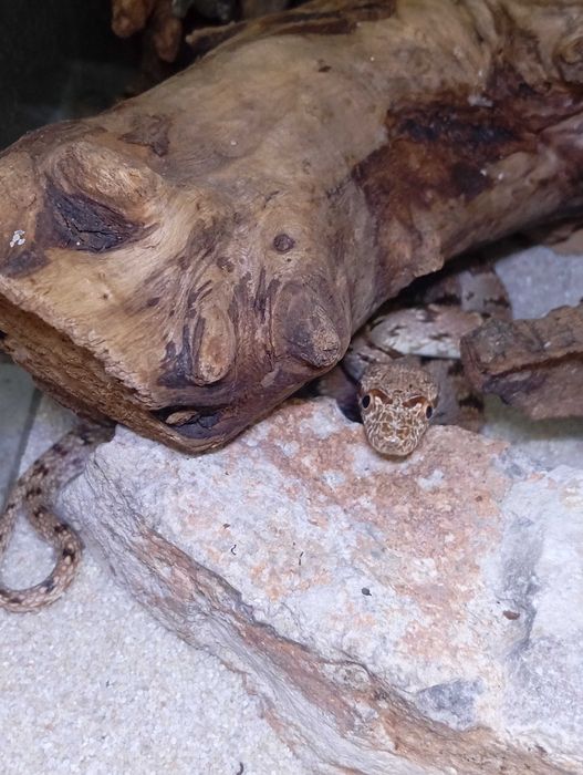 Wąż diademowy Spalerosophis diadema