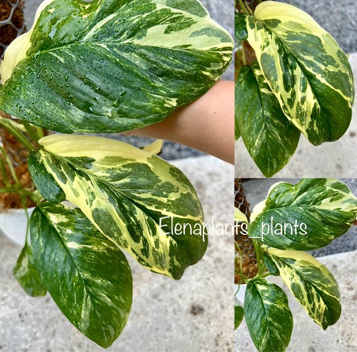 Монстера Full Mint, Peru, Laniata Mint, Frozen