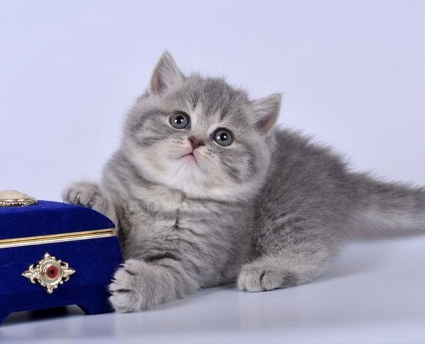 Прямоухая миленькая кошечка