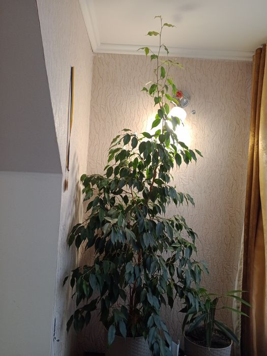 Вазон Фікус з підвазонником