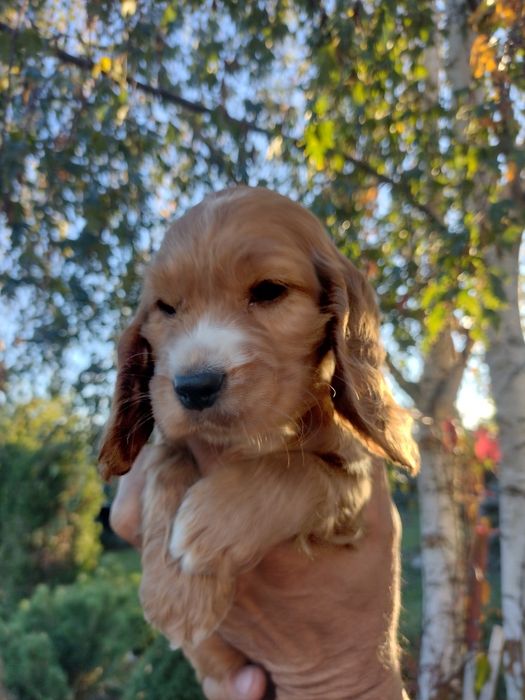Sprzedam suczke Cocker spaniel