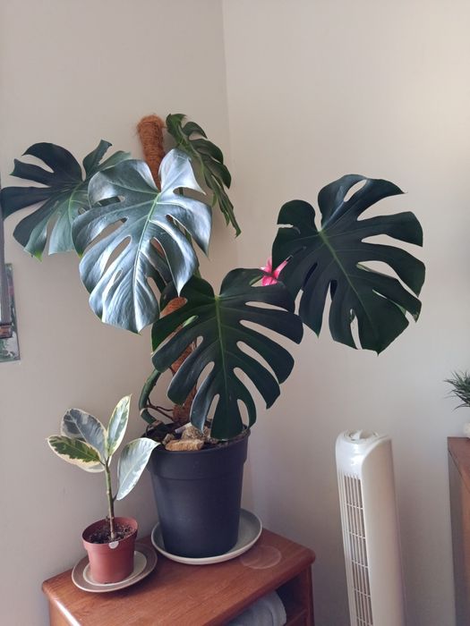 Monstera deliciosa grande