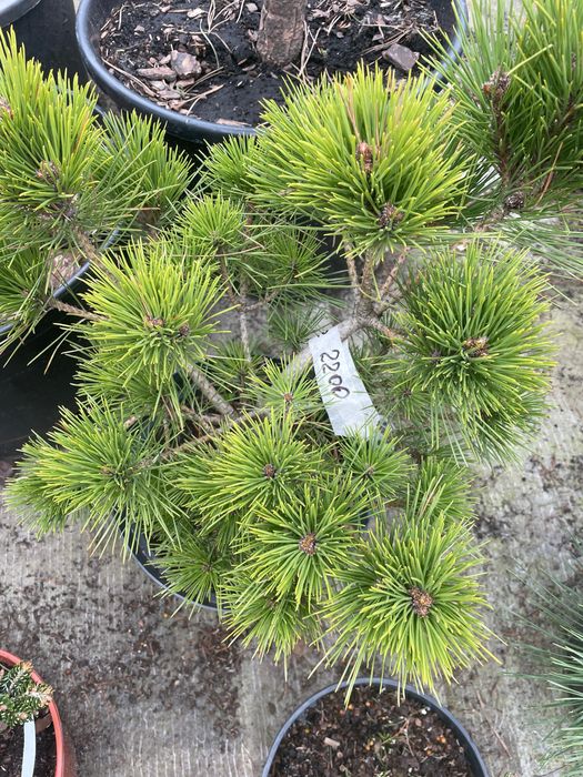 Сосни,ялини,ялівці