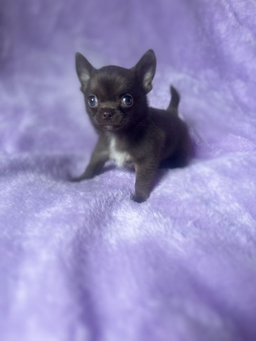 Шоколад мини чихуахуа мальчик