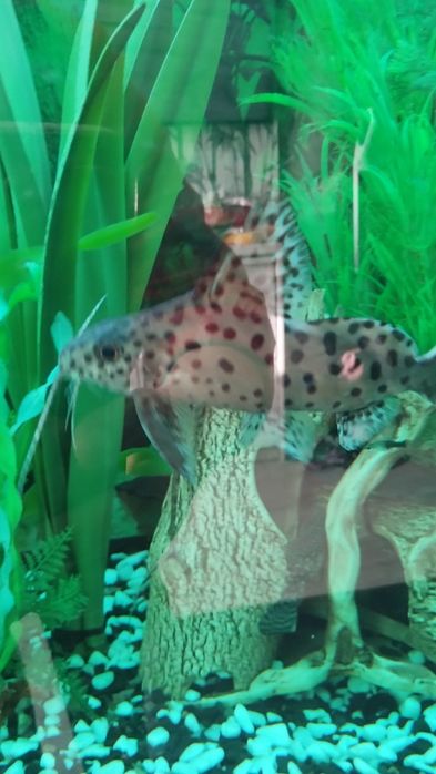 Сом перевертыш, синодонтис