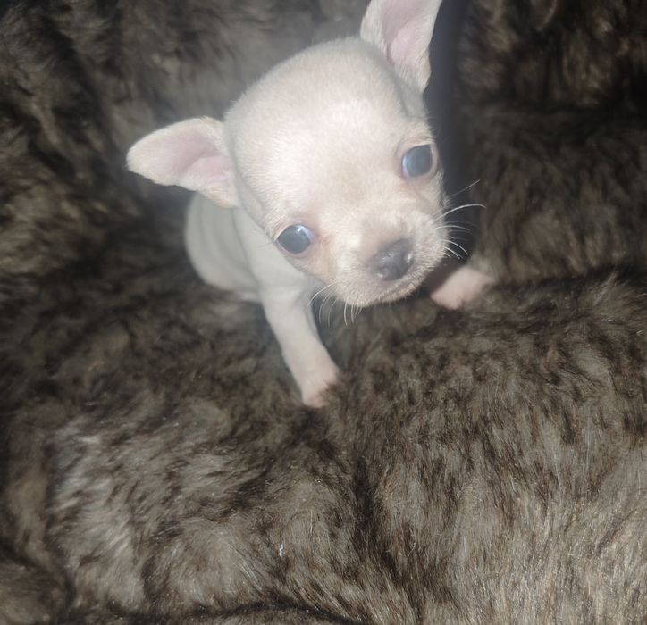 Chihuahua fêmea branca e bege