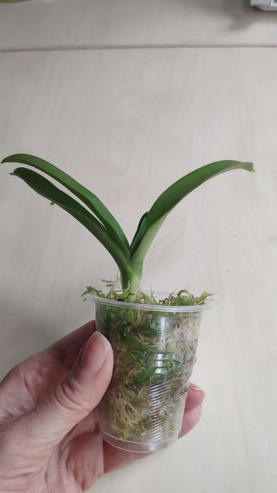 Орхидея Sarcochilus детка