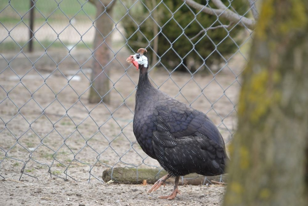 Dwa przystojne samce perliczek