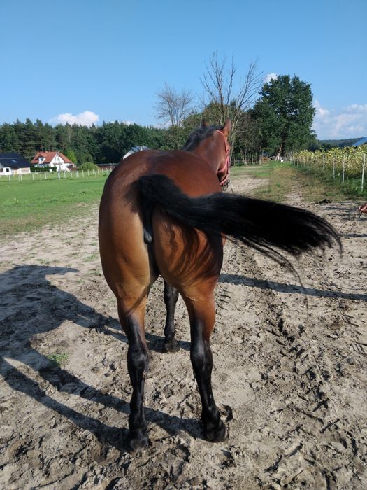 Klacz  śląska pogrubiana