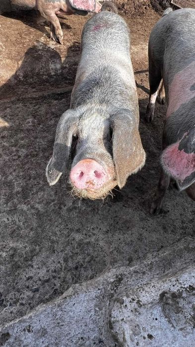 Porcas Raça Bisaro