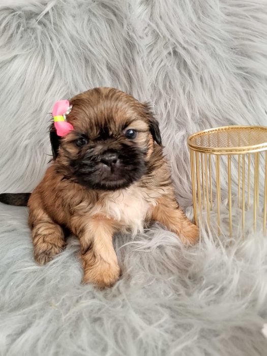 Piękna suczka rasy Shih-Tzu